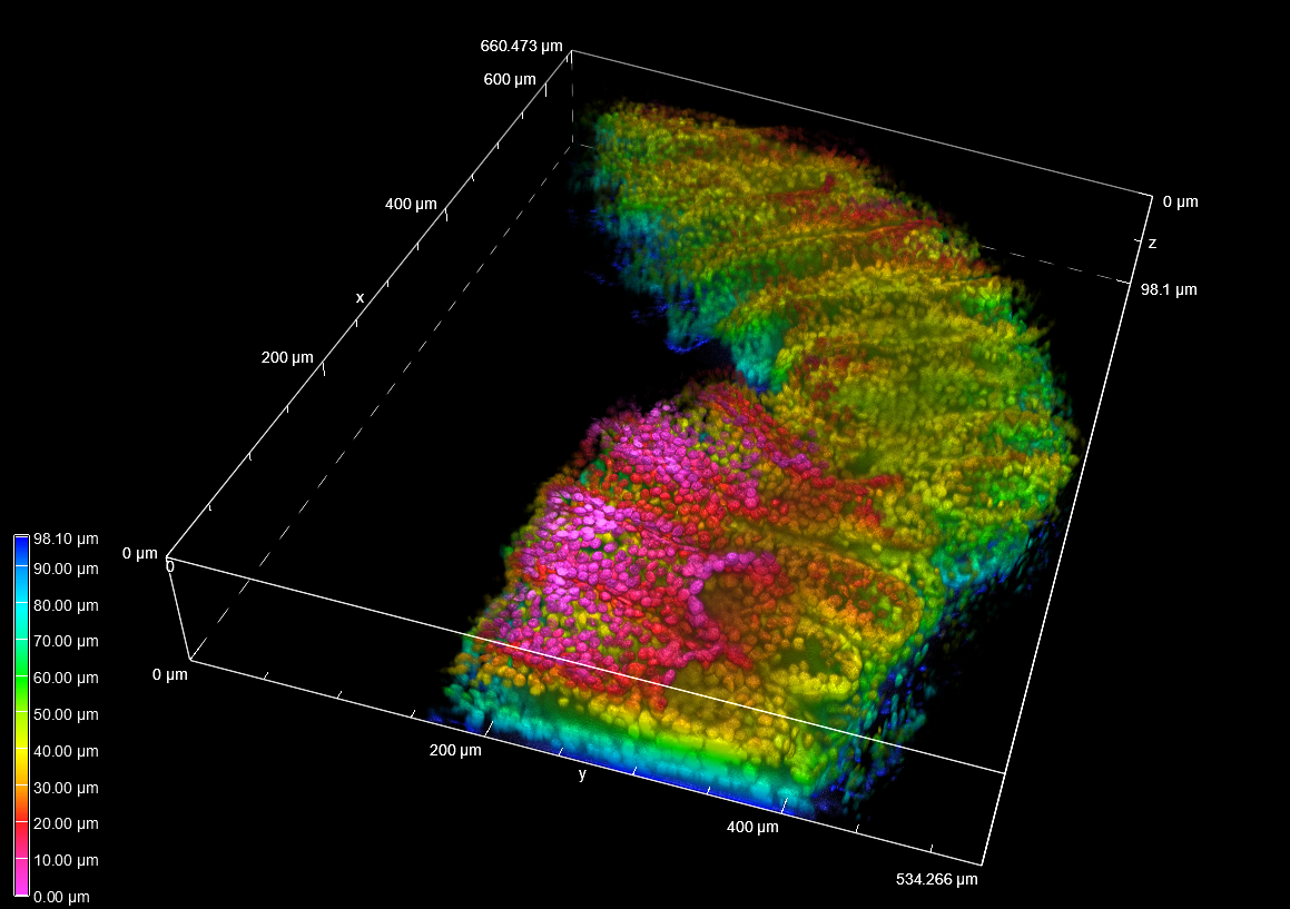 3-D volume view of nuclei in cleared intestine tissue acquired using 20x air objective